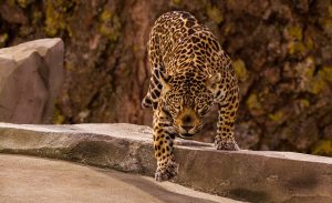 Prowling Jaguar